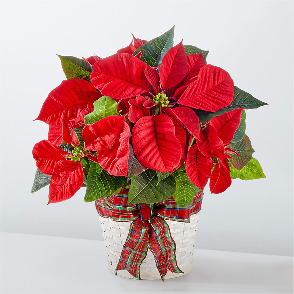 Happiest Holidays Poinsettia – VERL'S CREATION FLORIST, Dallas TX