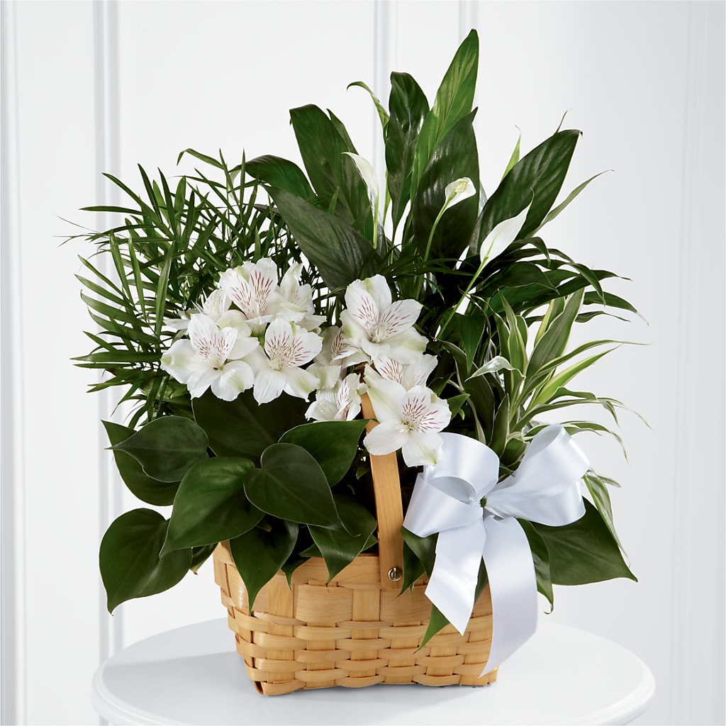 Peace & Serenity Dishgarden – VERL'S CREATION FLORIST, Dallas TX