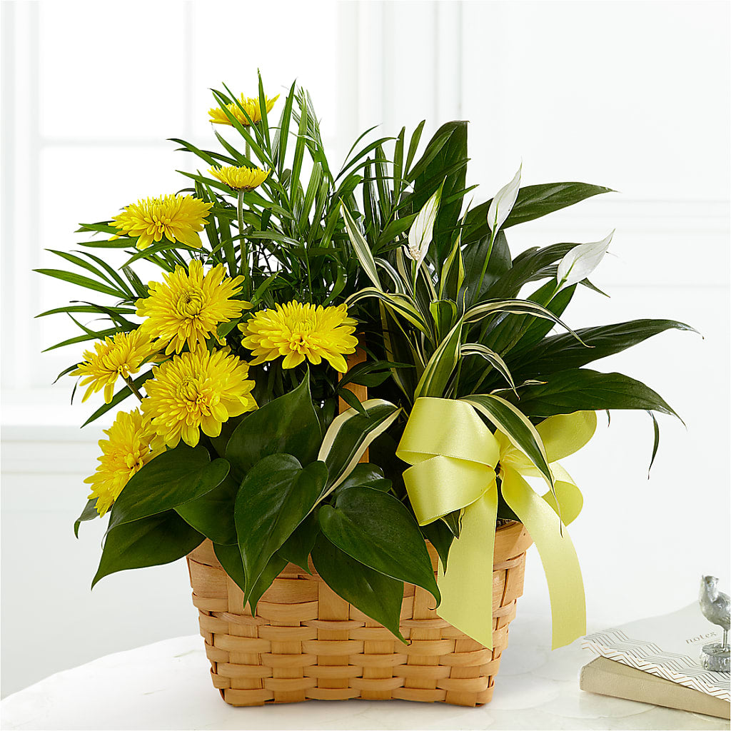 Loving Light Dishgarden – VERL'S CREATION FLORIST, Dallas TX