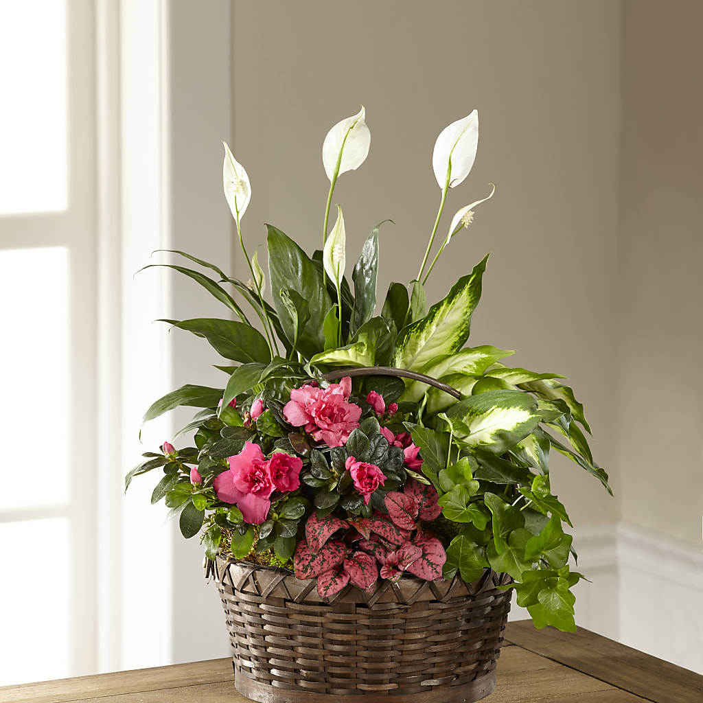 Dream in Pink Dishgarden – VERL'S CREATION FLORIST, Dallas TX