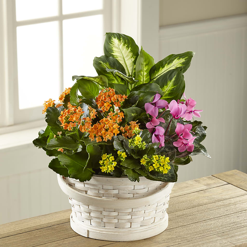 Color Crush Dishgarden – VERL'S CREATION FLORIST, Dallas TX