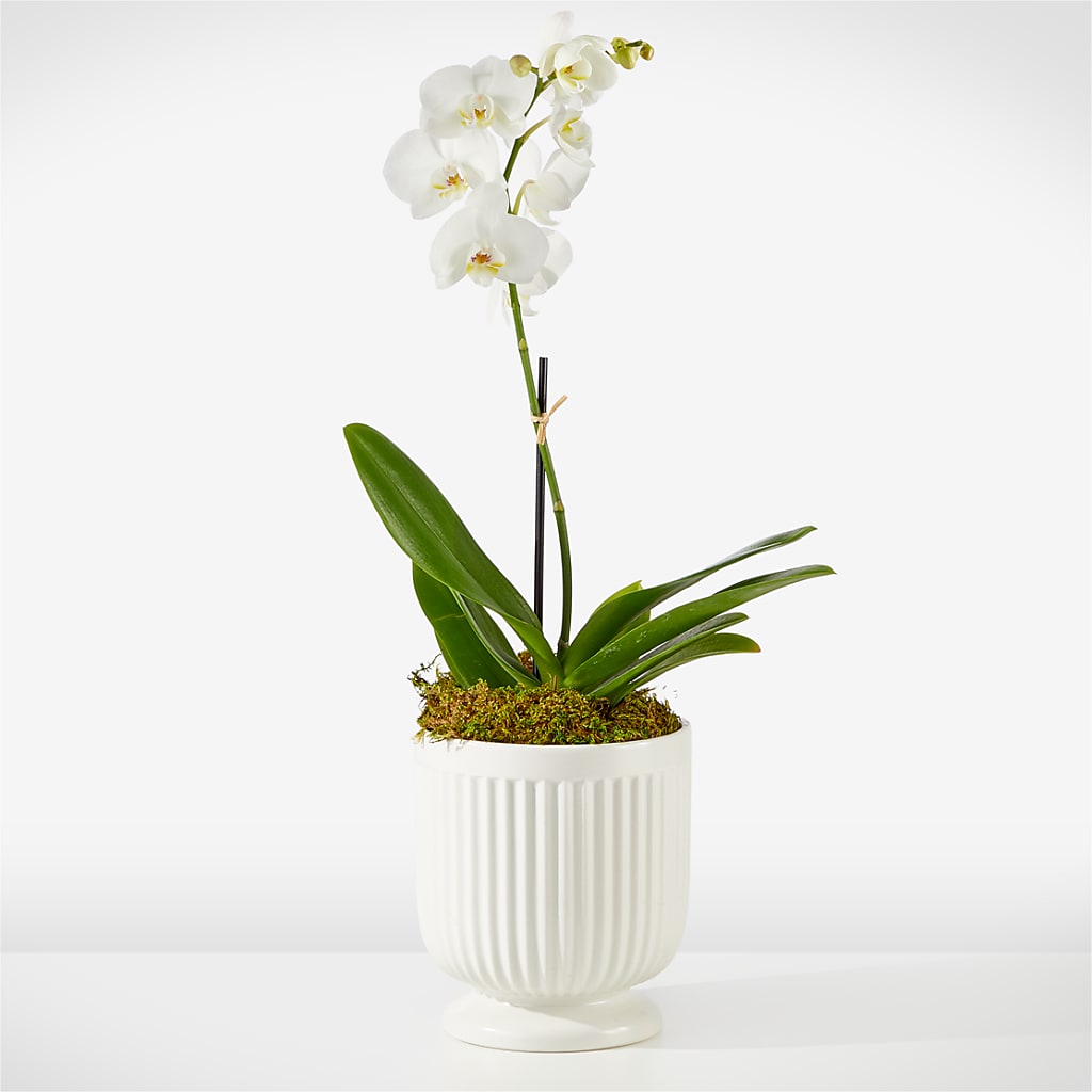 Whispering White Orchid – VERL'S CREATION FLORIST, Dallas TX