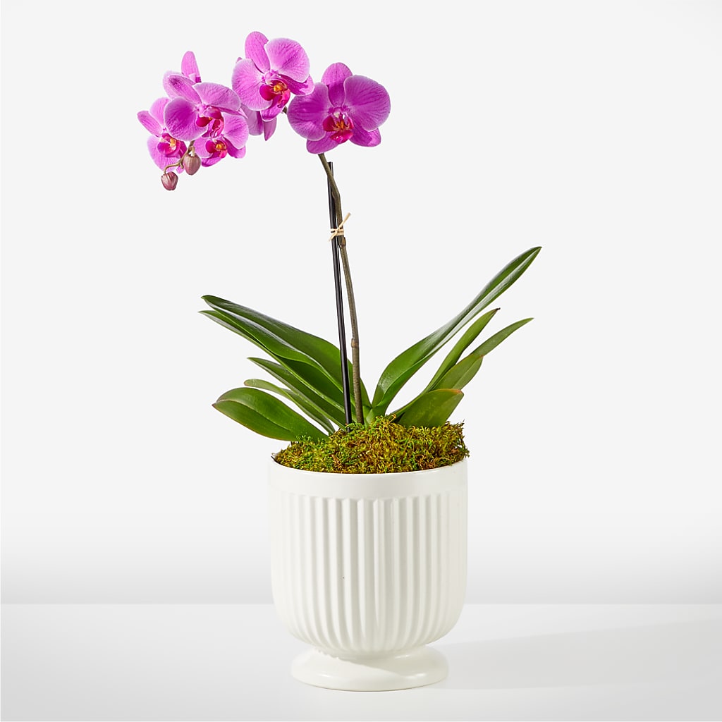 Friendly Fuchsia Orchid – VERL'S CREATION FLORIST, Dallas TX