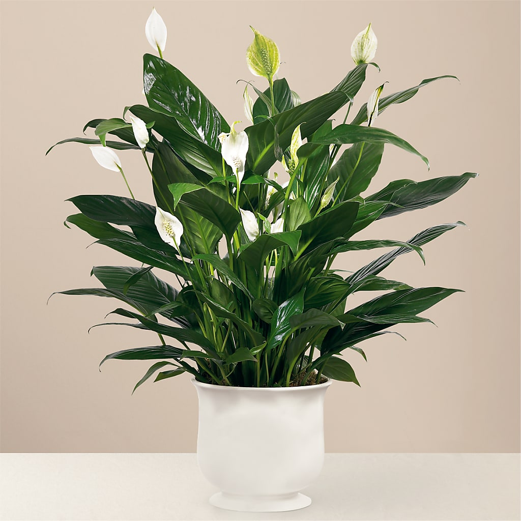 Comfort Planter – VERL'S CREATION FLORIST, Dallas TX