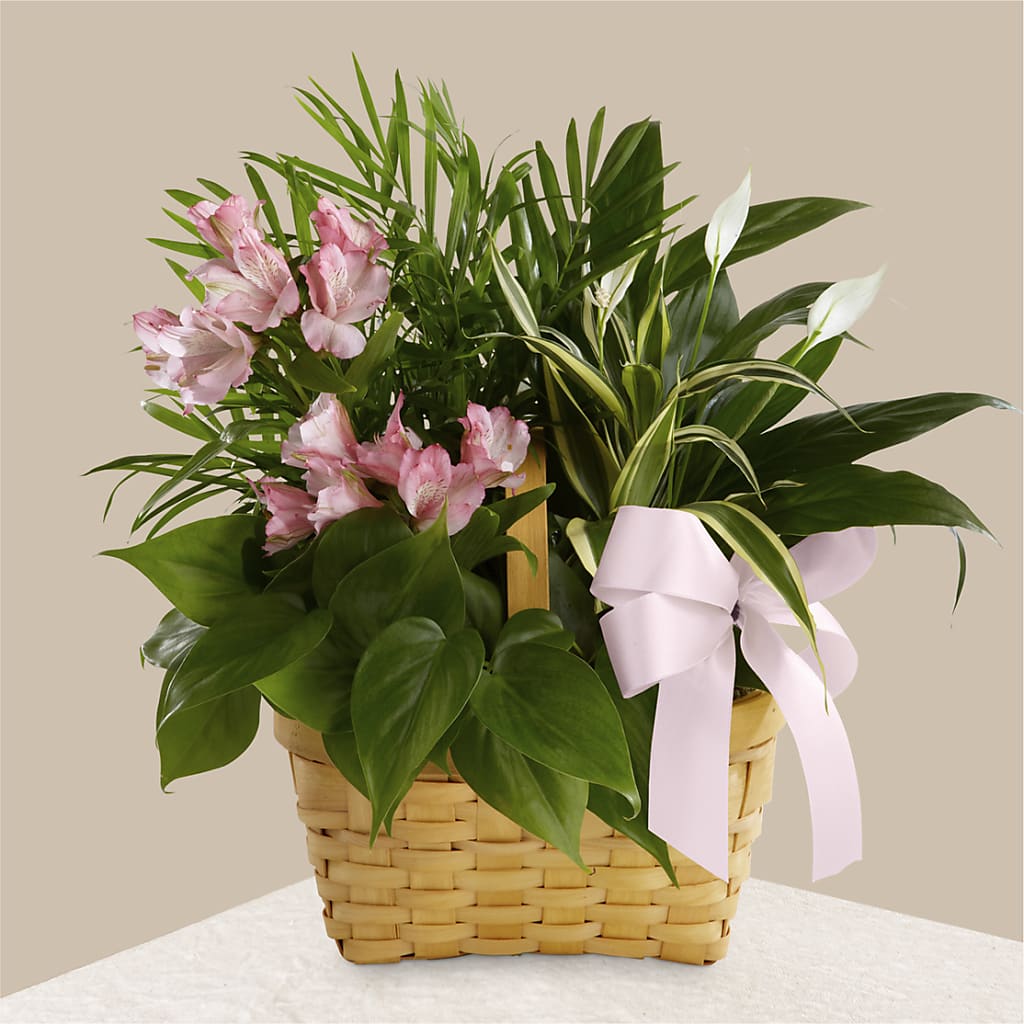 Living Spirit Dishgarden – VERL'S CREATION FLORIST, Dallas TX