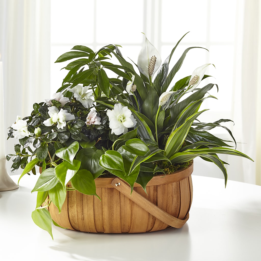 Serene Dishgarden – VERL'S CREATION FLORIST, Dallas TX