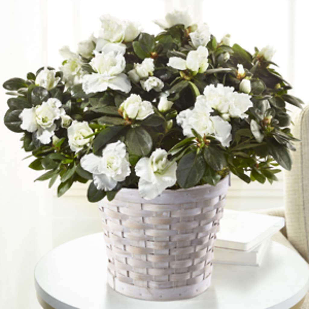 White Azalea Plant – VERL'S CREATION FLORIST, Dallas TX
