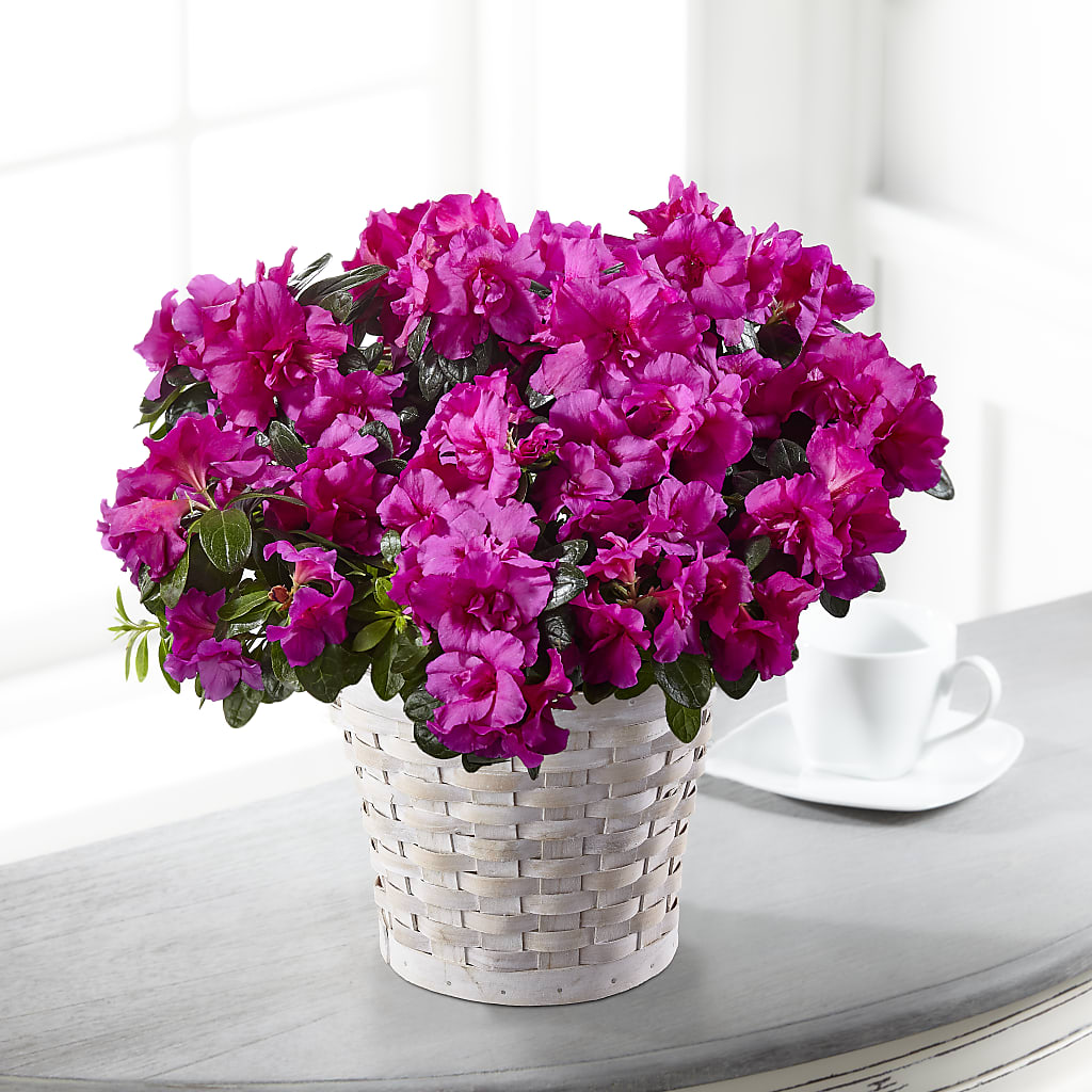 Hope & Serenity Azalea Plant – VERL'S CREATION FLORIST, Dallas TX