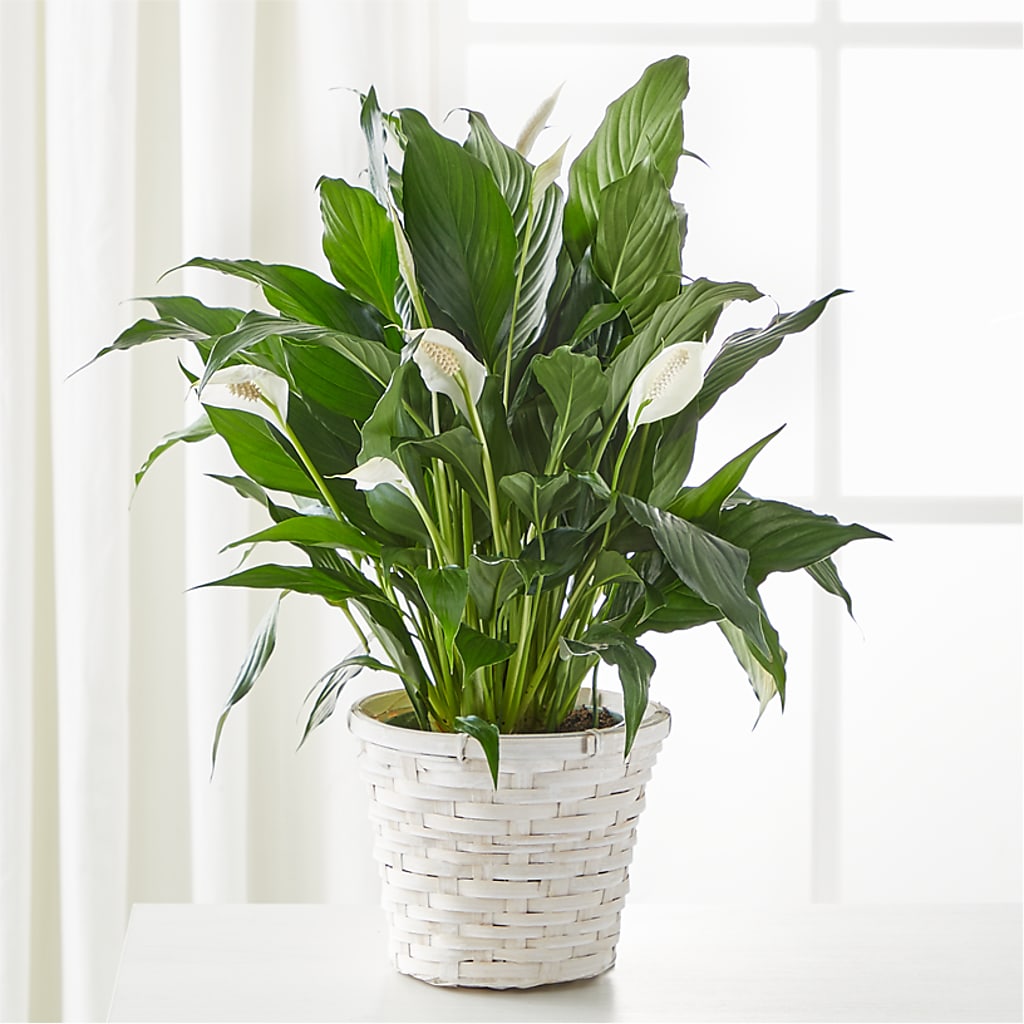 A New Leaf Peace Lily – VERL'S CREATION FLORIST, Dallas TX