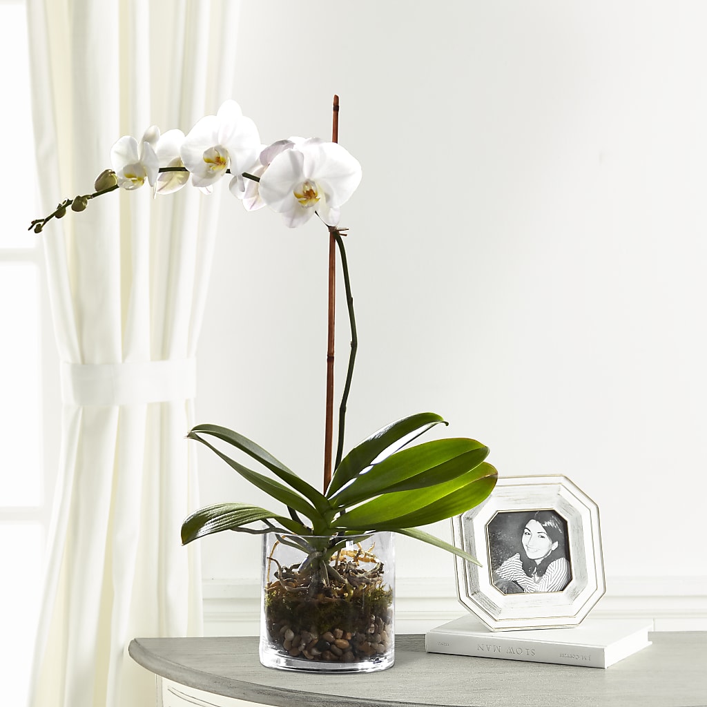 White Orchid Planter – VERL'S CREATION FLORIST, Dallas TX