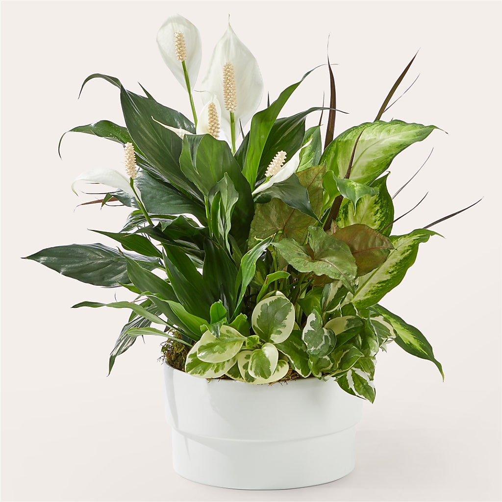 Radiating Positivity Dishgarden – VERL'S CREATION FLORIST, Dallas TX