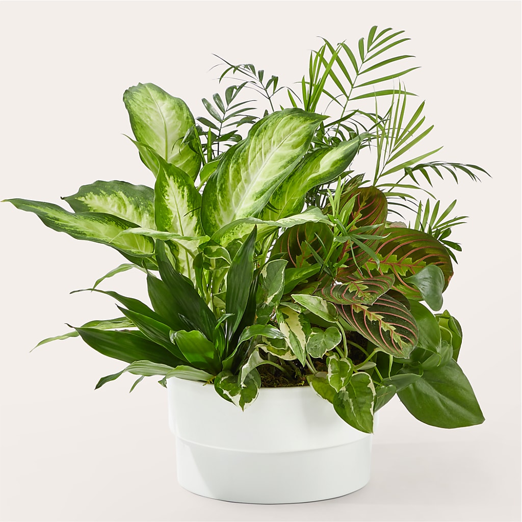 Radiating Positivity Dishgarden – VERL'S CREATION FLORIST, Dallas TX