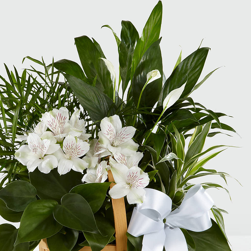 Peace & Serenity Dishgarden – VERL'S CREATION FLORIST, Dallas TX