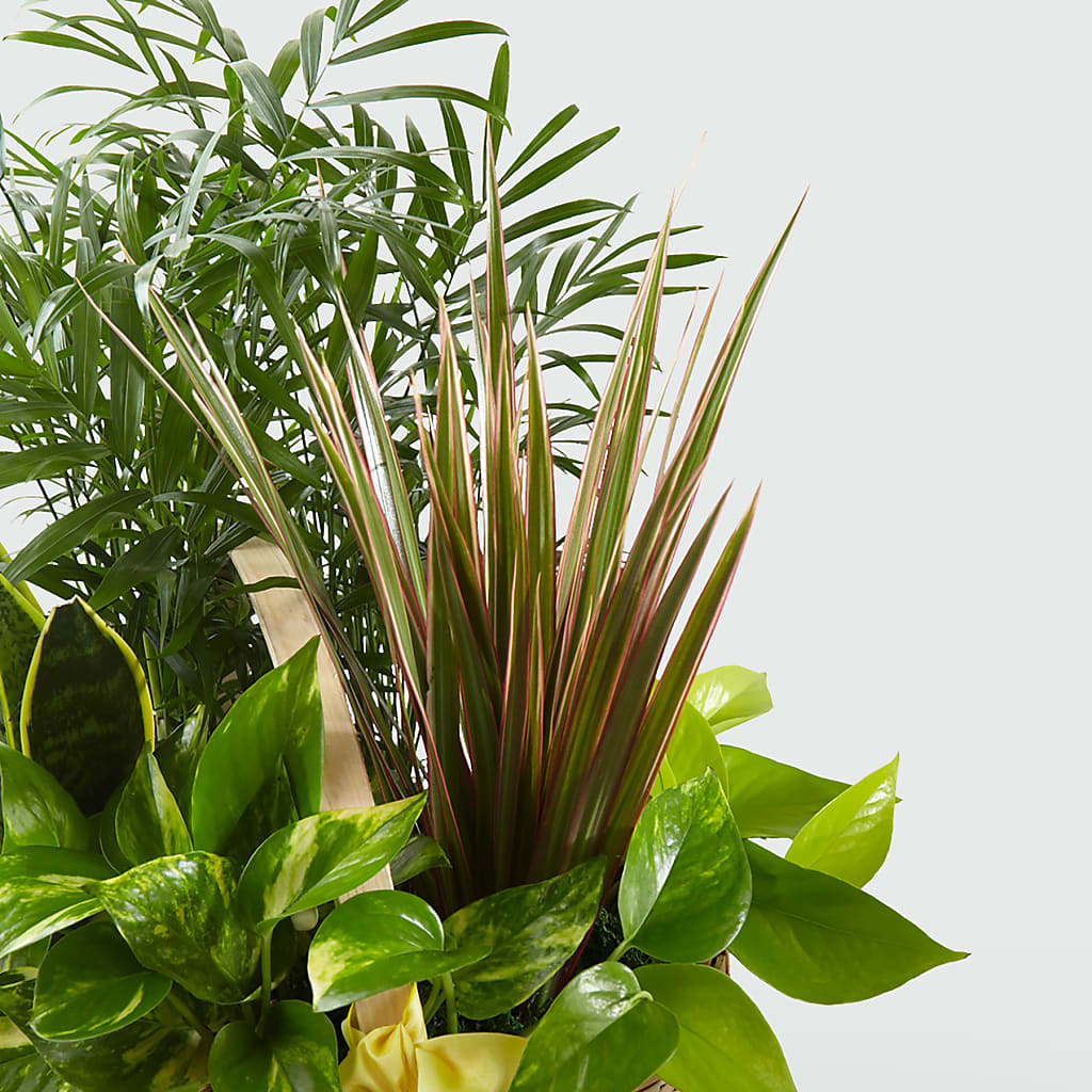 French Garden – VERL'S CREATION FLORIST, Dallas TX