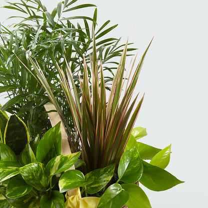French Garden – VERL'S CREATION FLORIST, Dallas TX