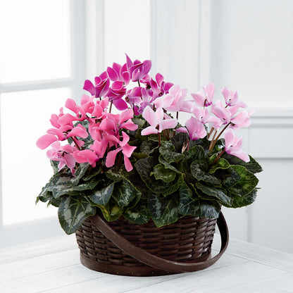 Mixed Cyclamen Planter – VERL'S CREATION FLORIST, Dallas TX