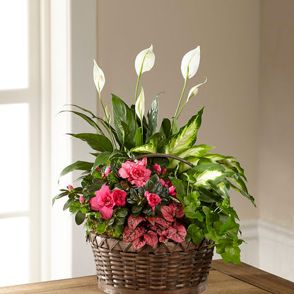 Dream in Pink Dishgarden – VERL'S CREATION FLORIST, Dallas TX