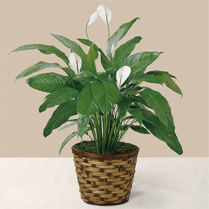 Tranquil Moments Peace Lily Plant – VERL'S CREATION FLORIST, Dallas TX