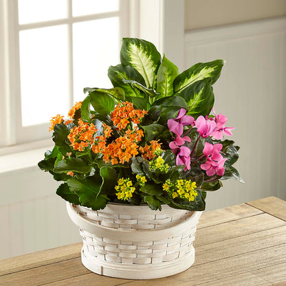 Color Crush Dishgarden – VERL'S CREATION FLORIST, Dallas TX