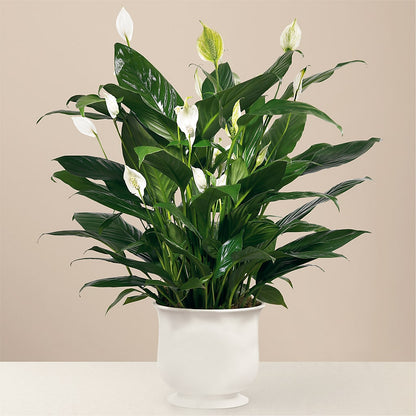 Comfort Planter – VERL'S CREATION FLORIST, Dallas TX