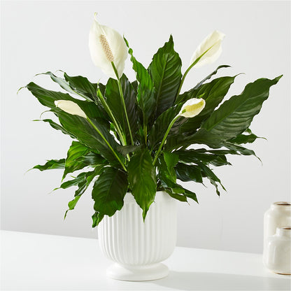 Comfort Planter – VERL'S CREATION FLORIST, Dallas TX