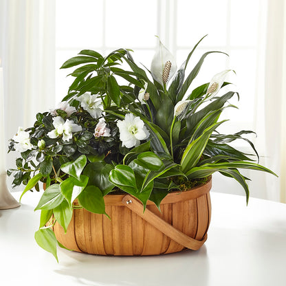 Serene Dishgarden – VERL'S CREATION FLORIST, Dallas TX