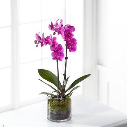 Pink Orchid Plant – VERL'S CREATION FLORIST, Dallas TX