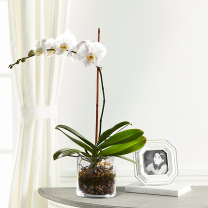 White Orchid Planter – VERL'S CREATION FLORIST, Dallas TX