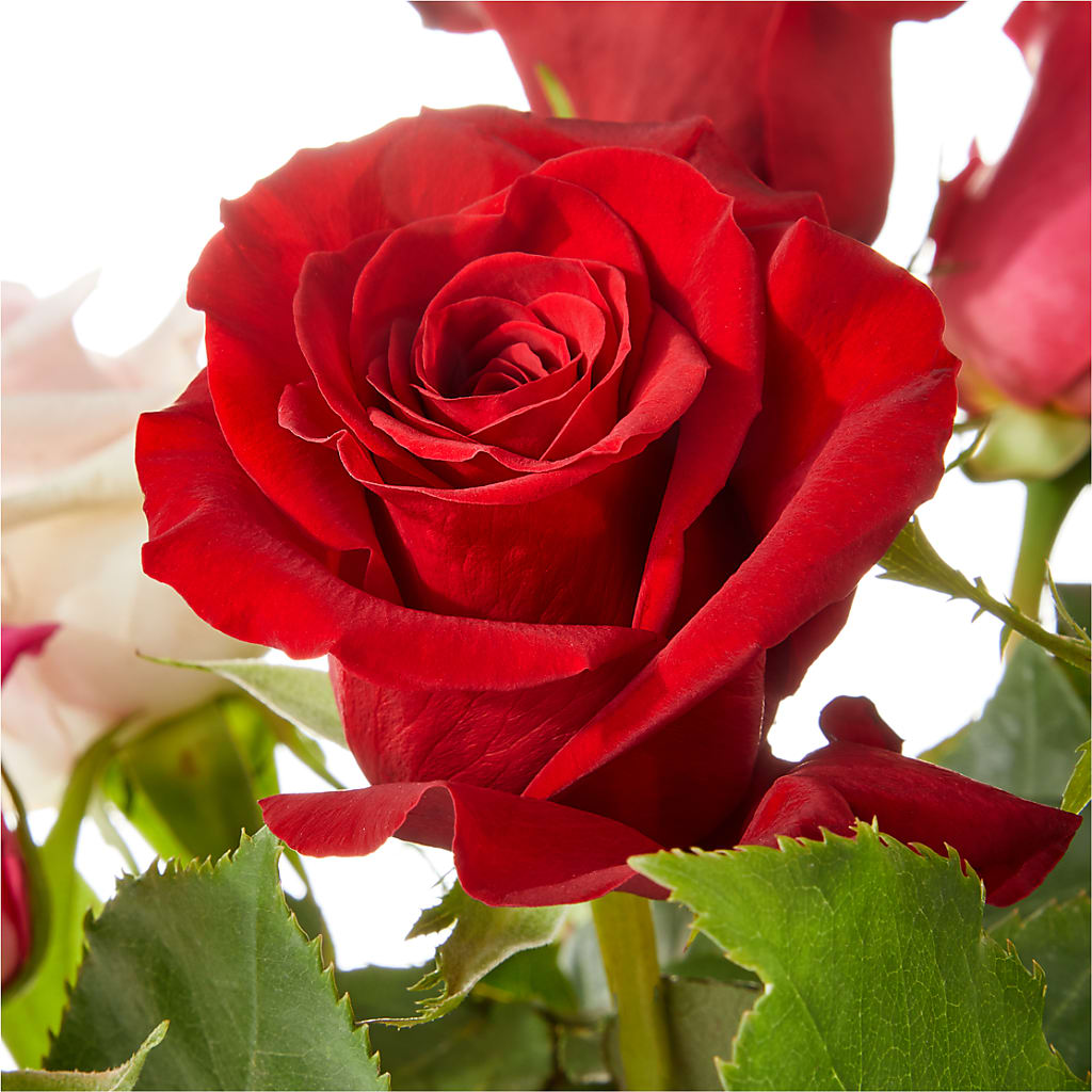 Love Notes Rose Bouquet – VERL'S CREATION FLORIST, Dallas TX